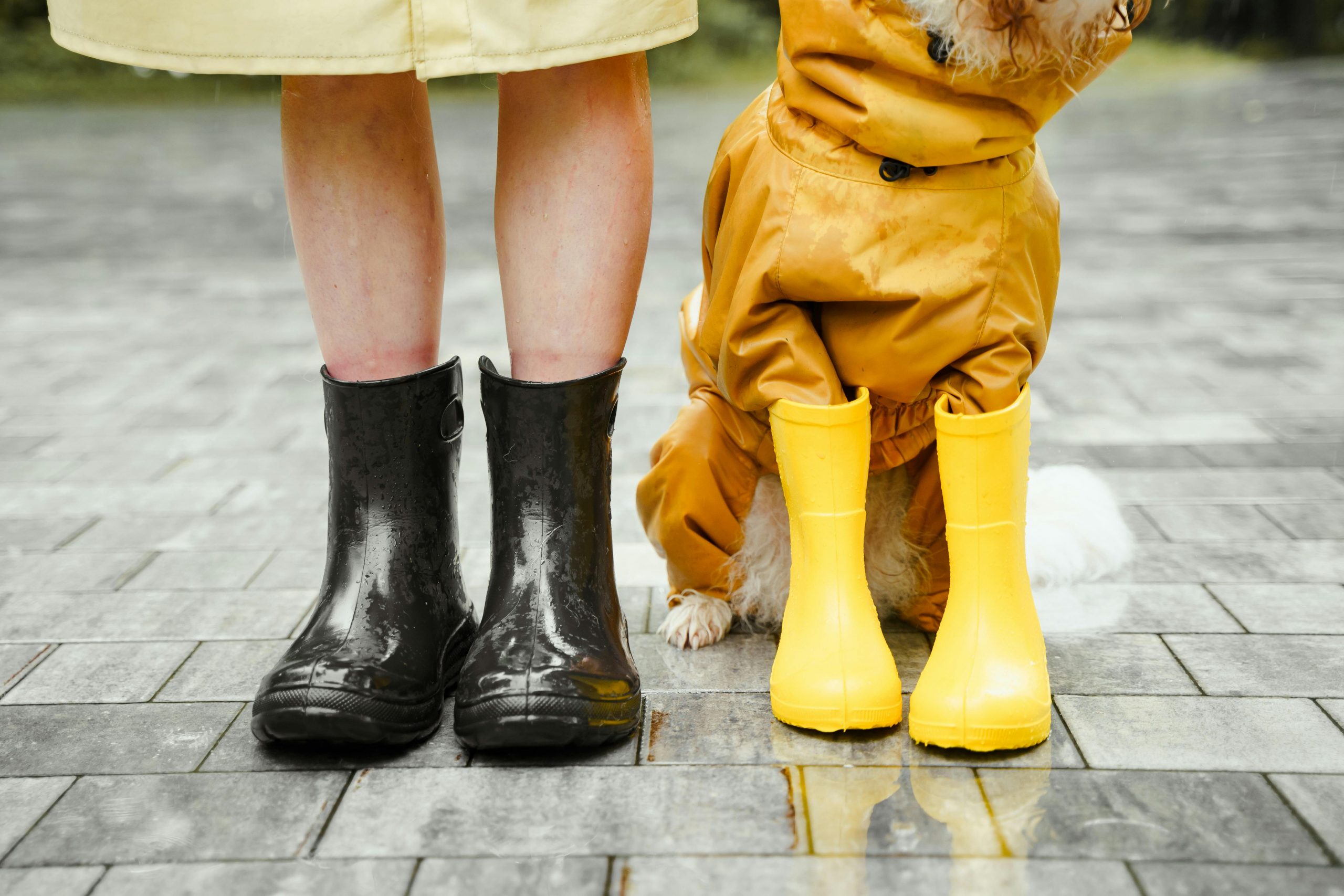 best dog raincoats