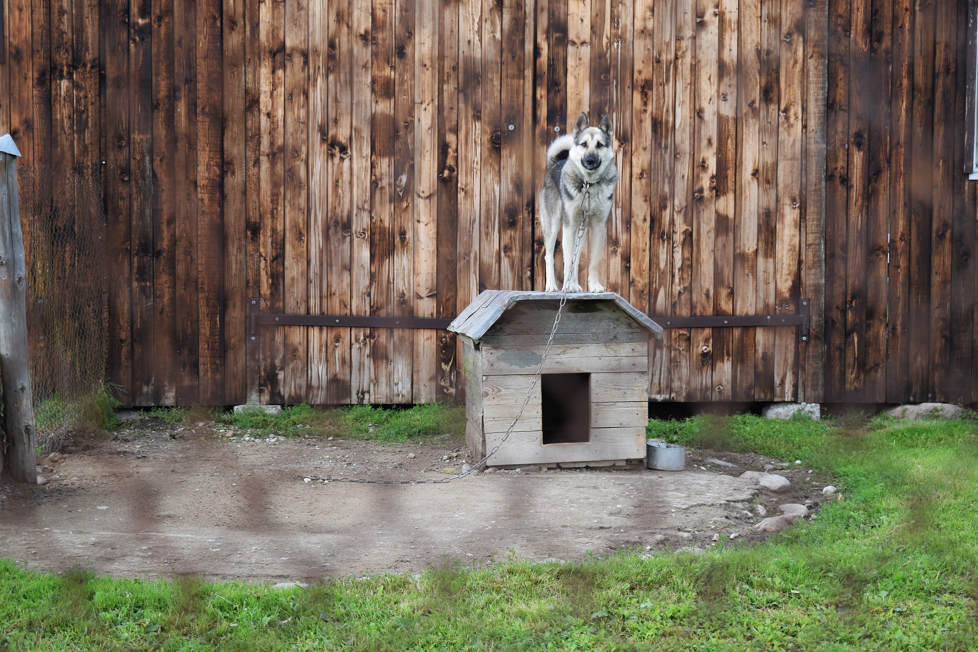 main image for the best outdoor dog kennels in 2024