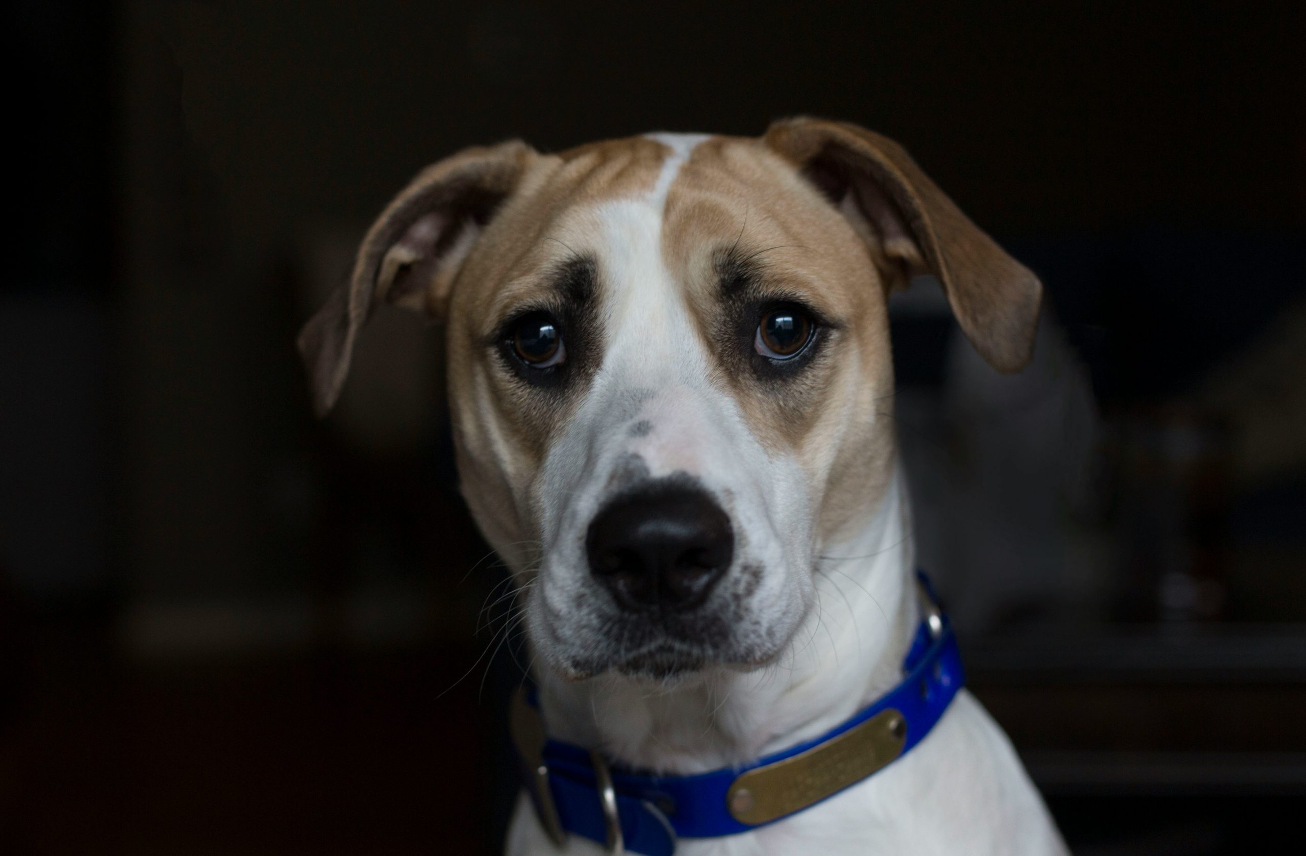 best light up dog collar