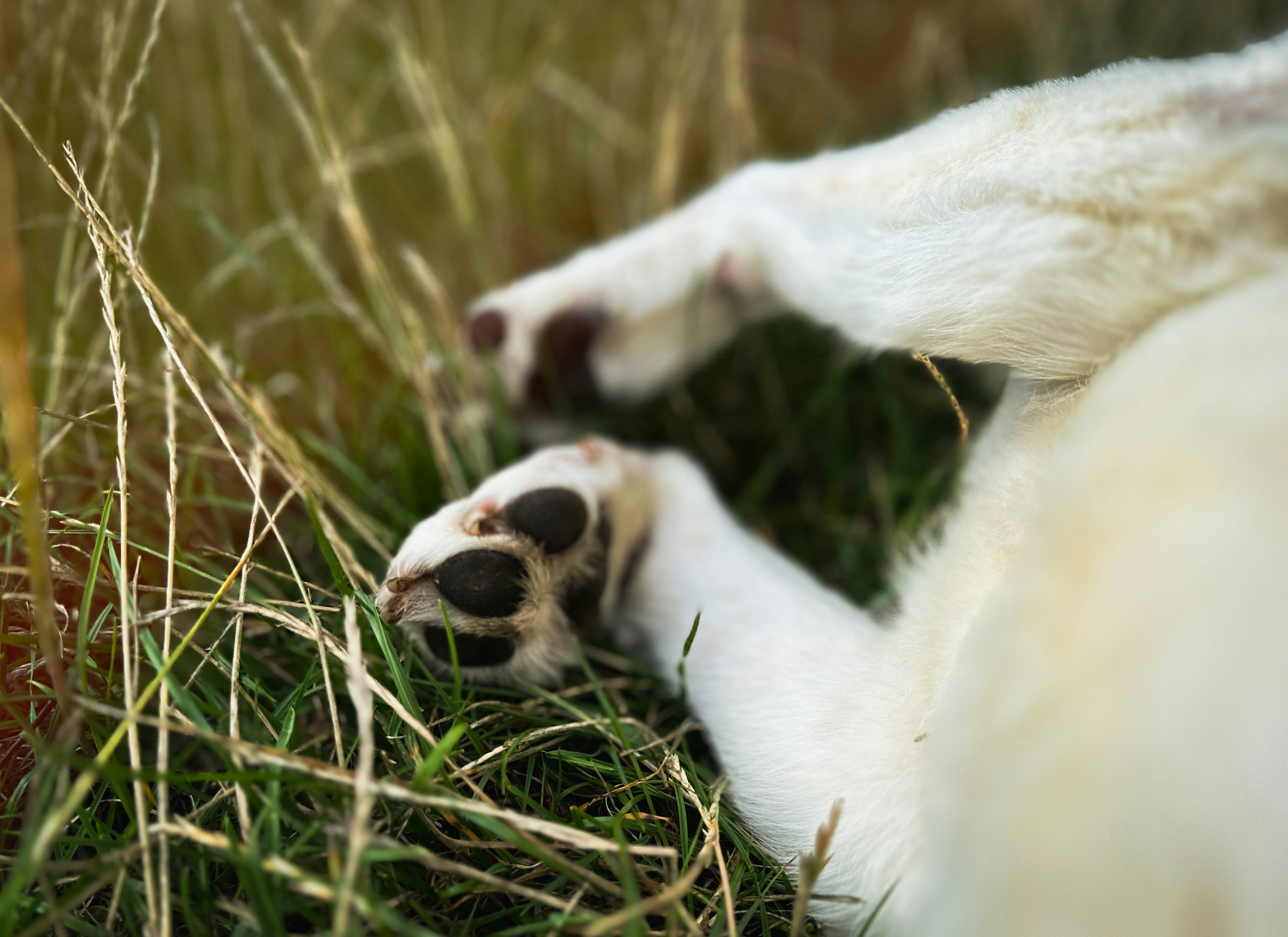 best paw cleaners