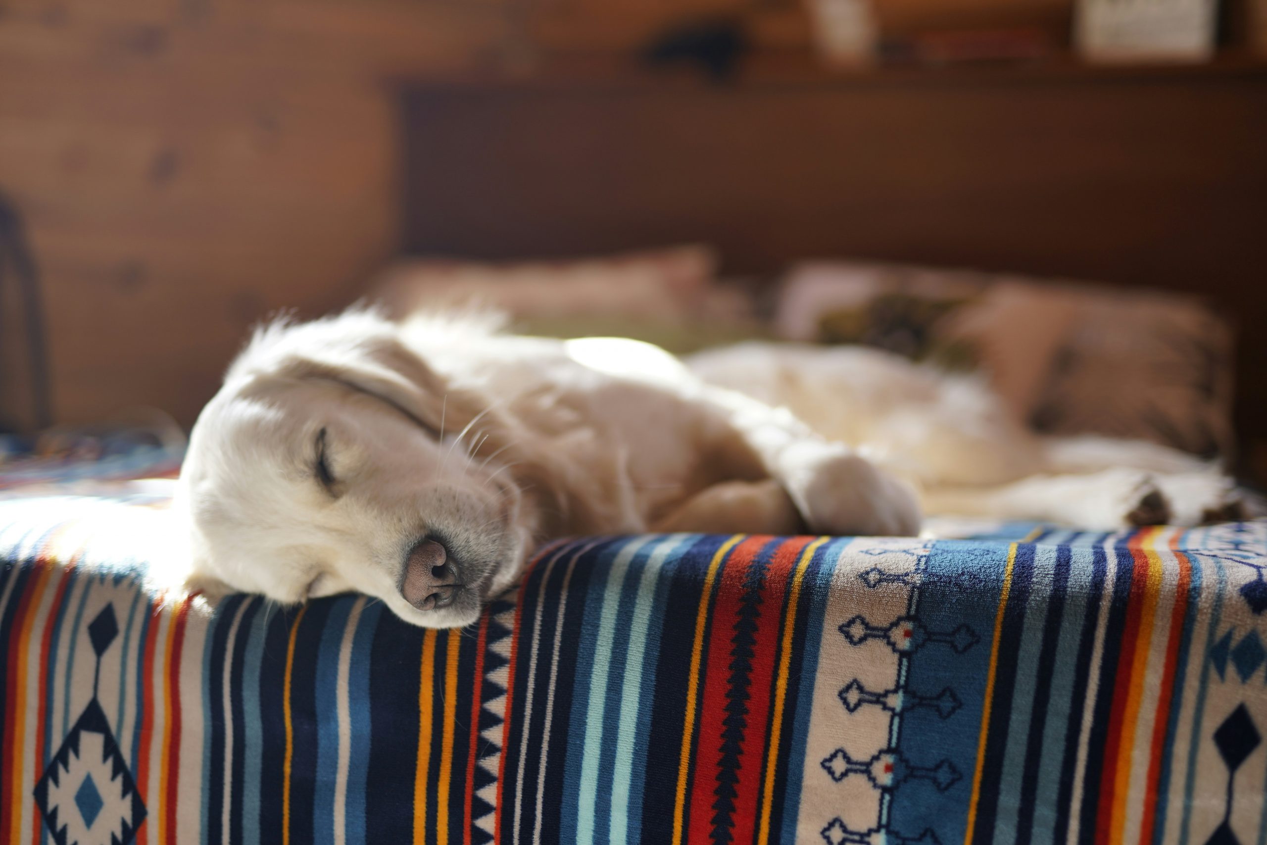 the best calming chews for dogs in 2024 main image for the best calming chews for dogs in 2024