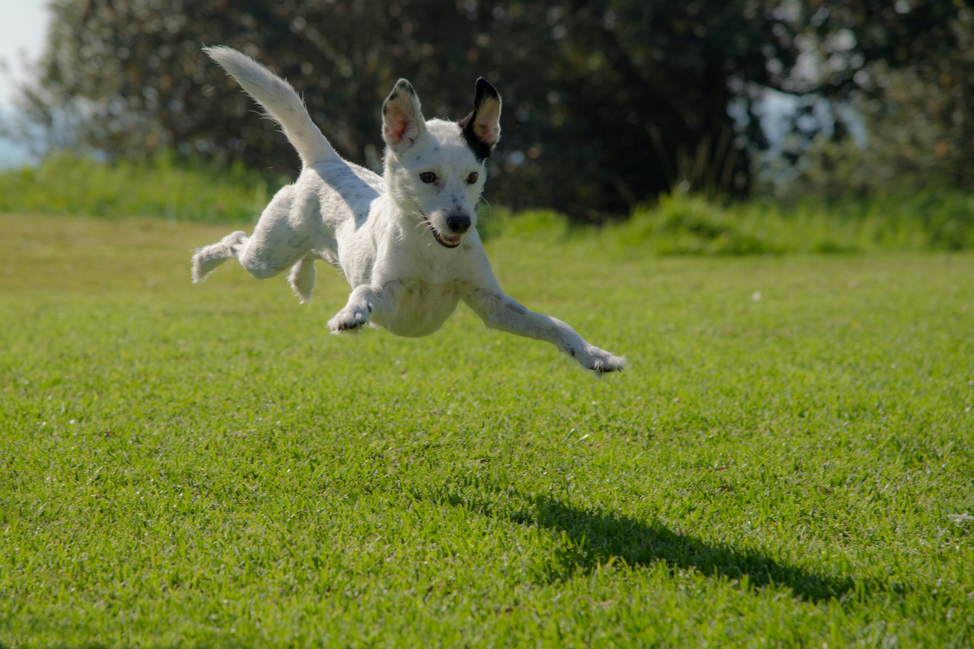 main image for the best dog agility equipment in 2024