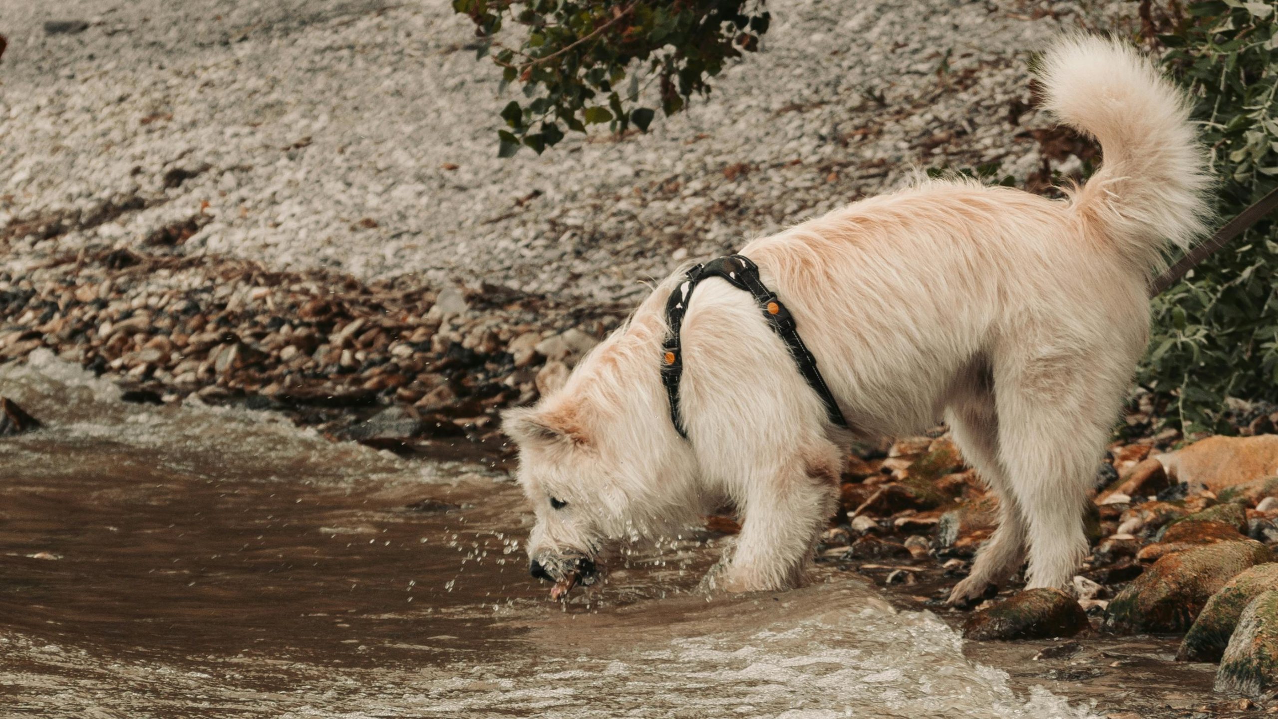 main image for the best pet water fountains in 2024