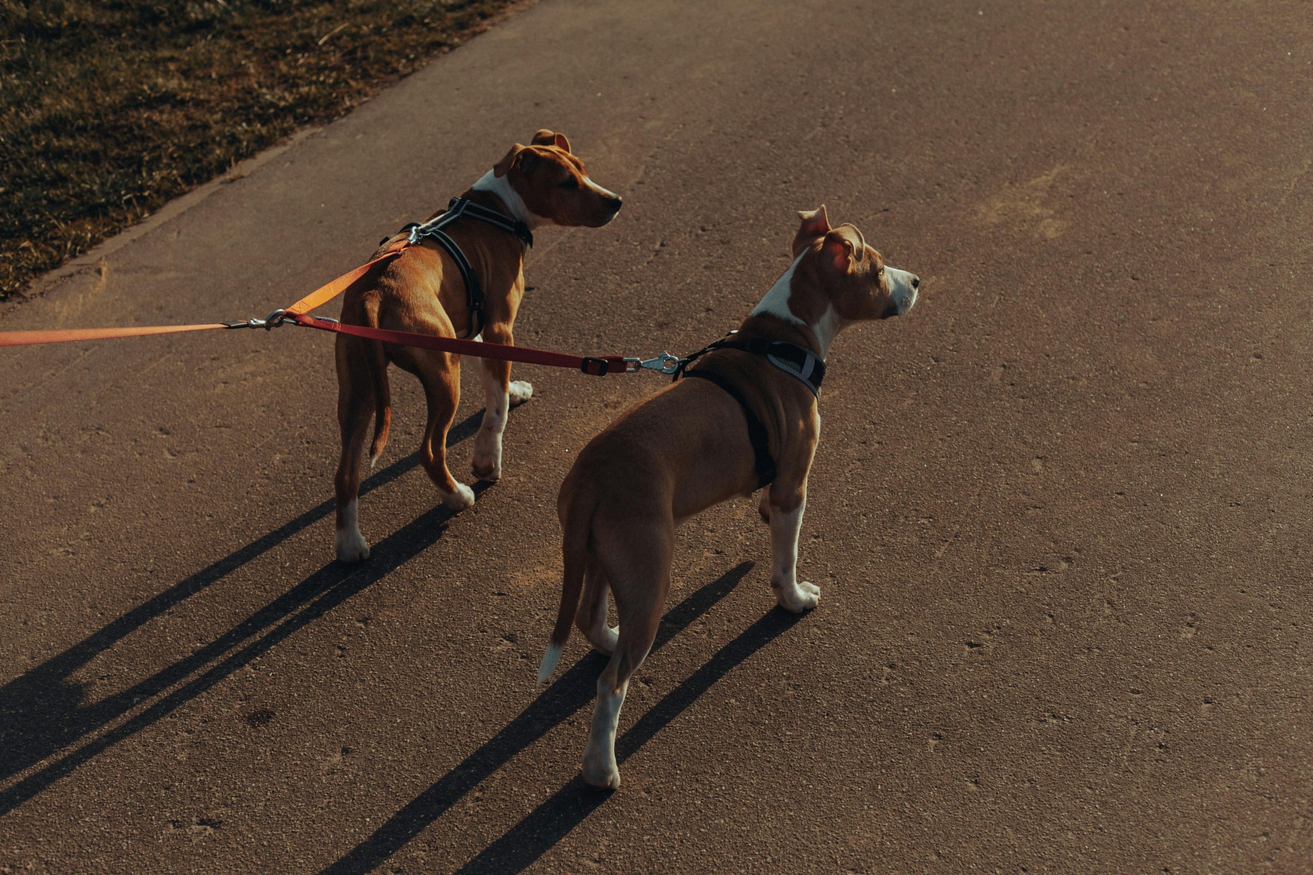 best double dog leashes