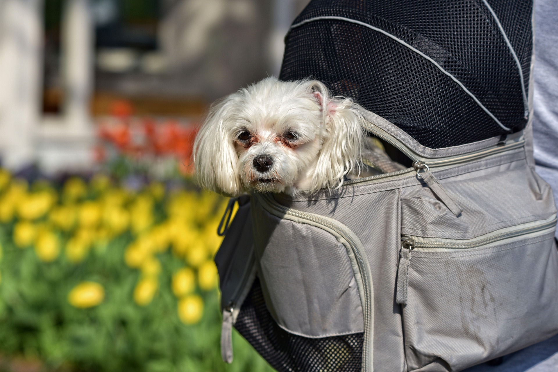 best dog backpack