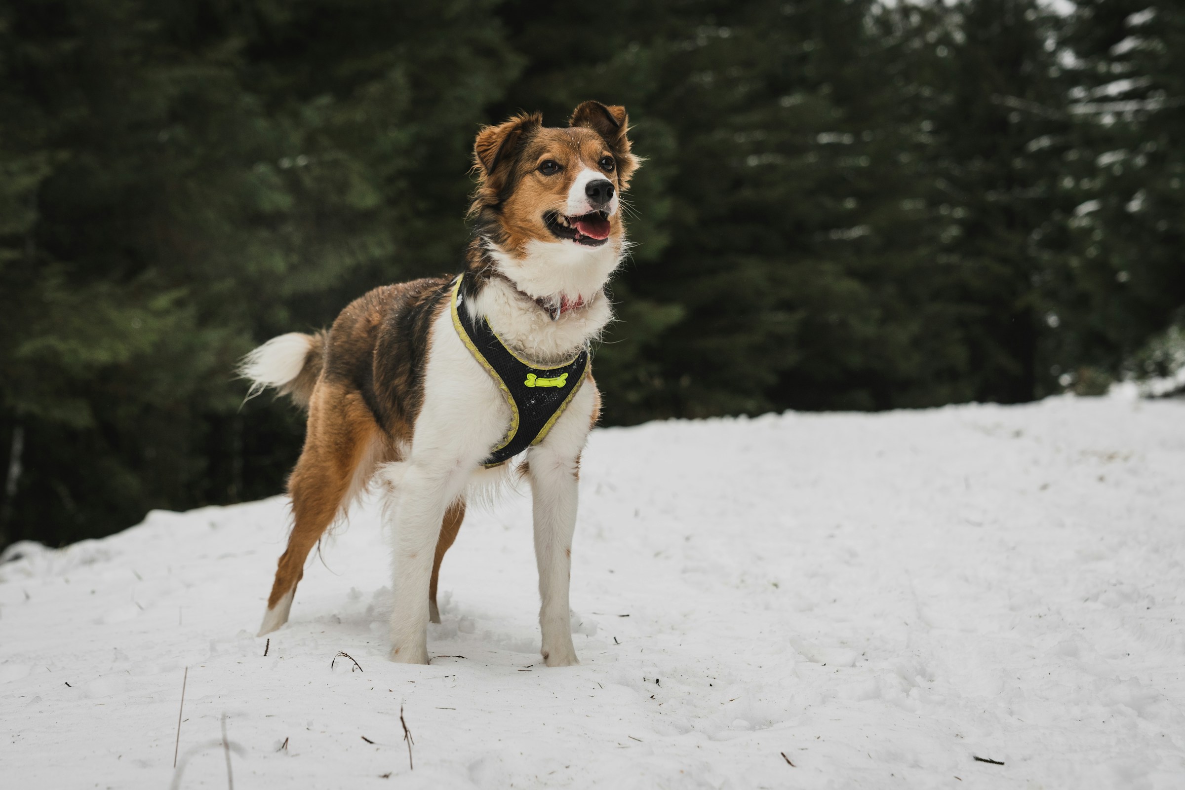 main image for the best tactical dog harness in 2024