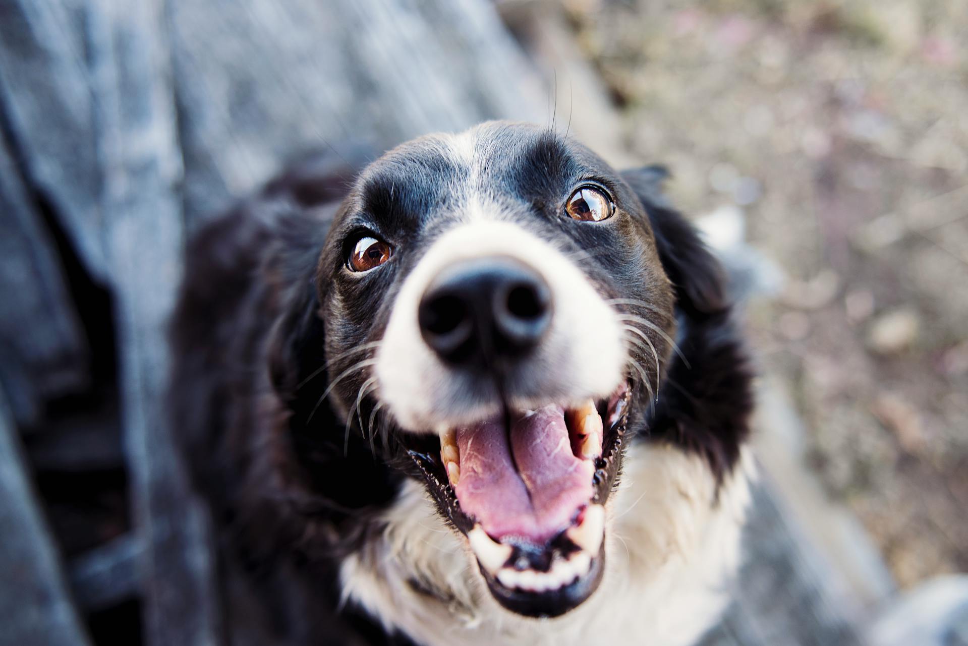 best dog toothpaste