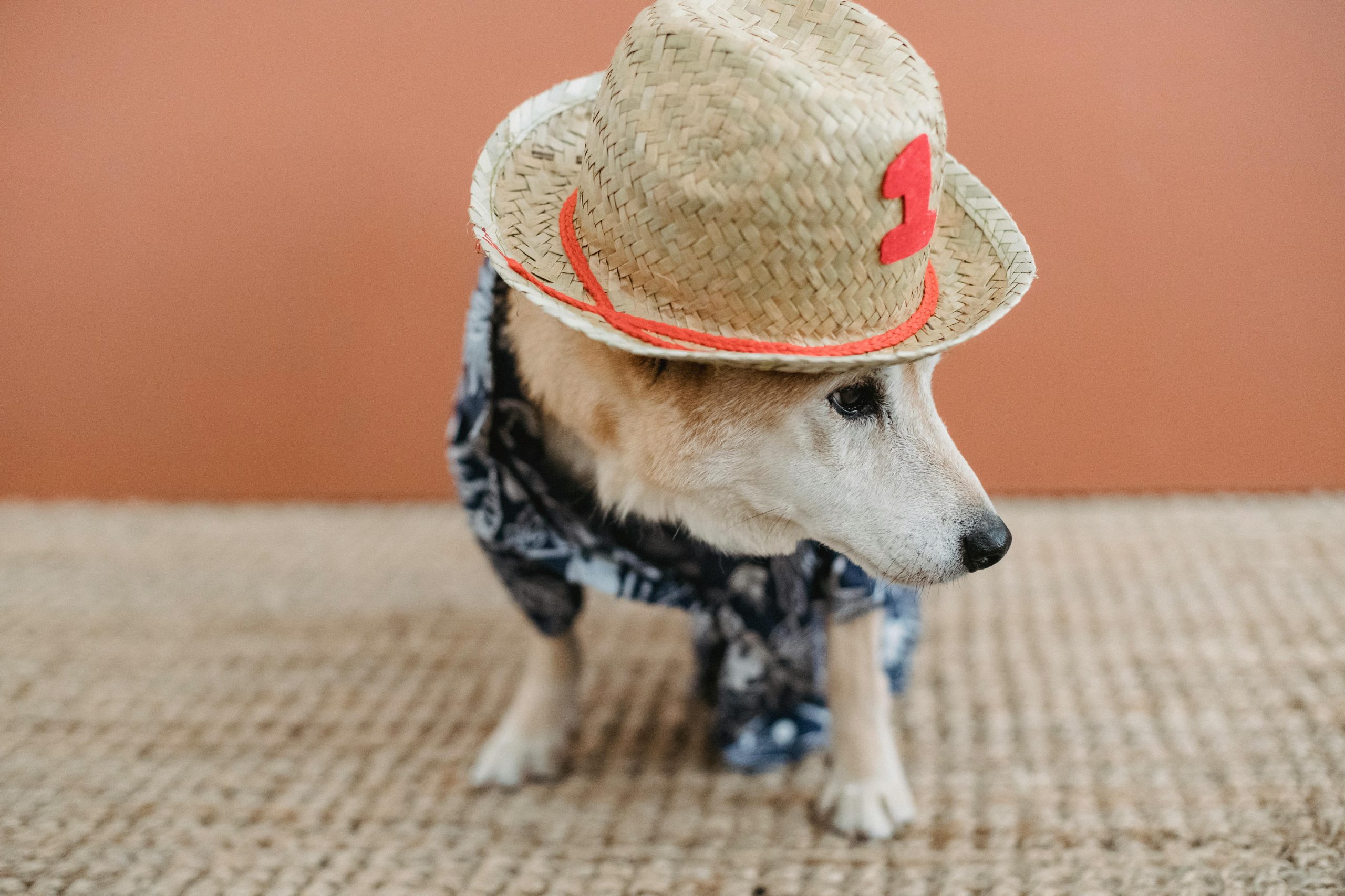 main image for the best festive dog hats