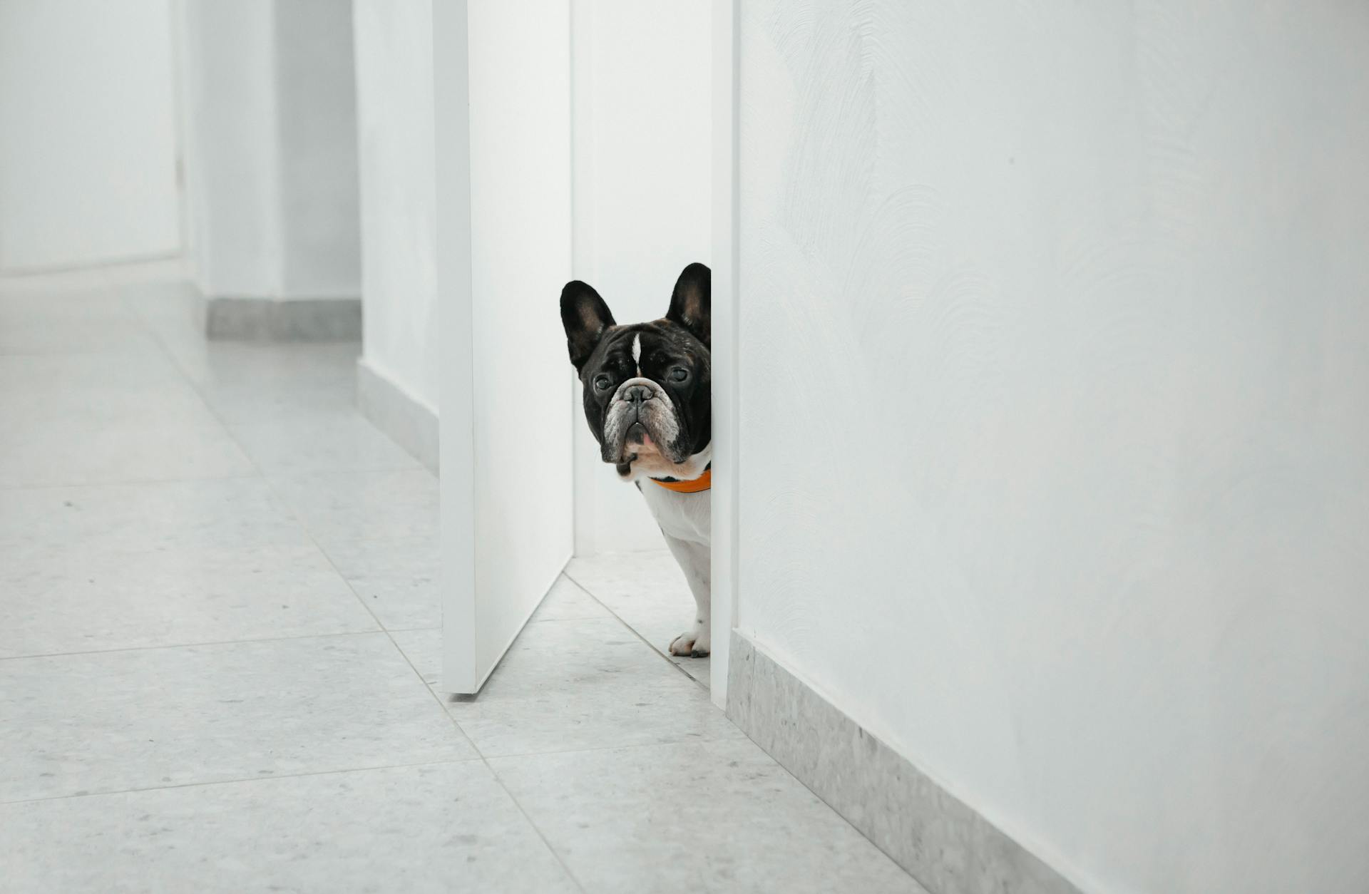 main image for the best smart pet doors in 2024