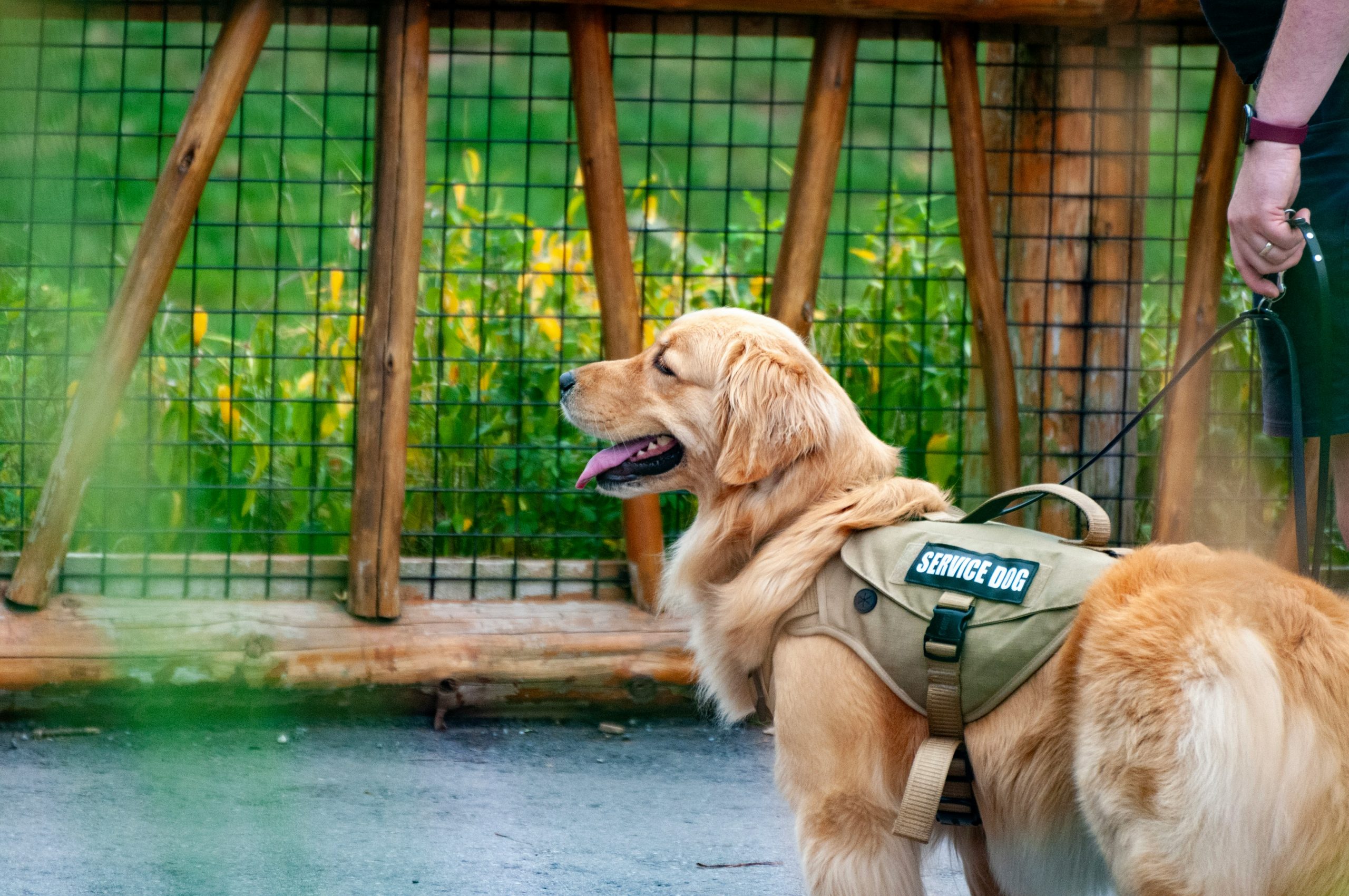 main image for the best service dog collars