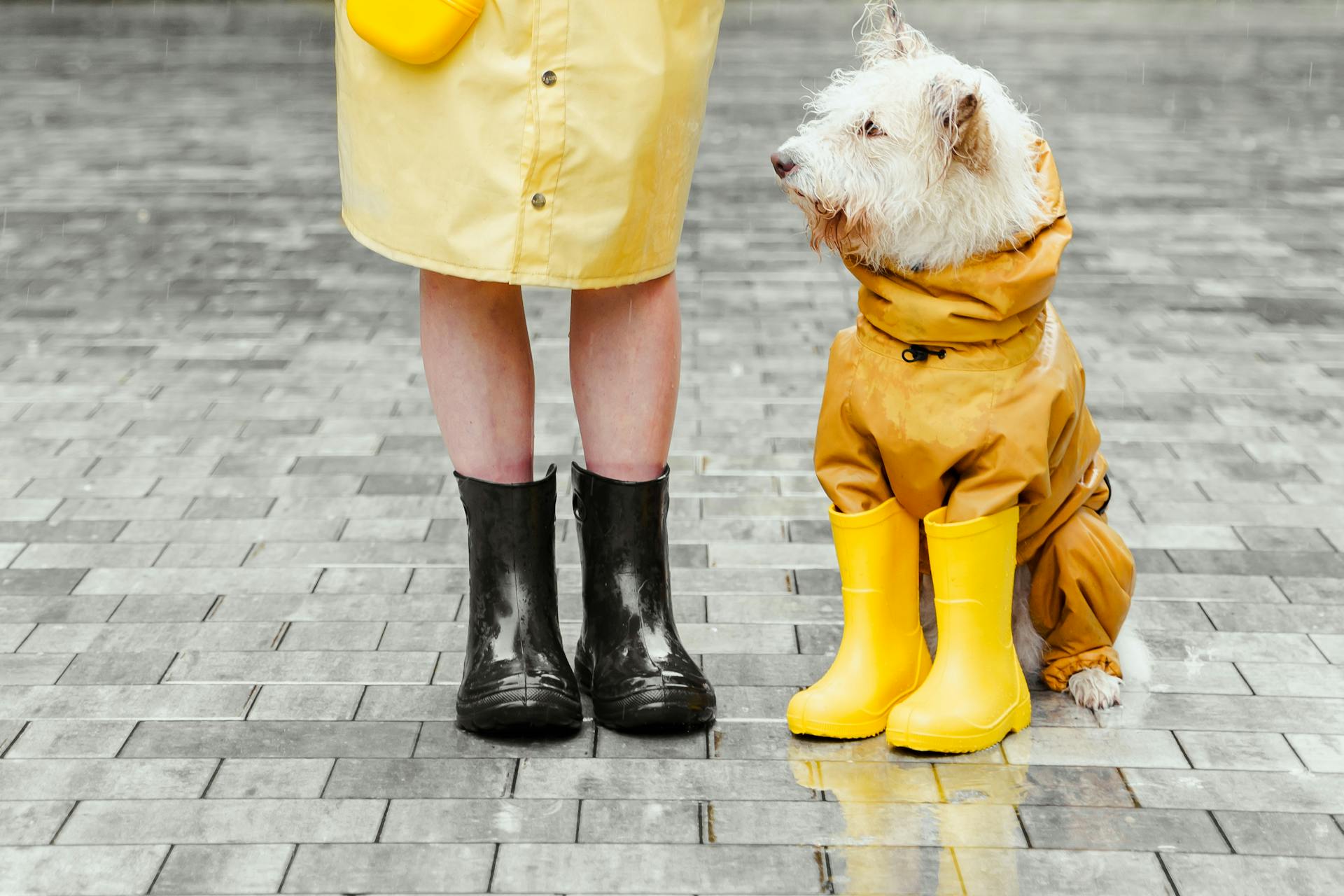 best dog shoes