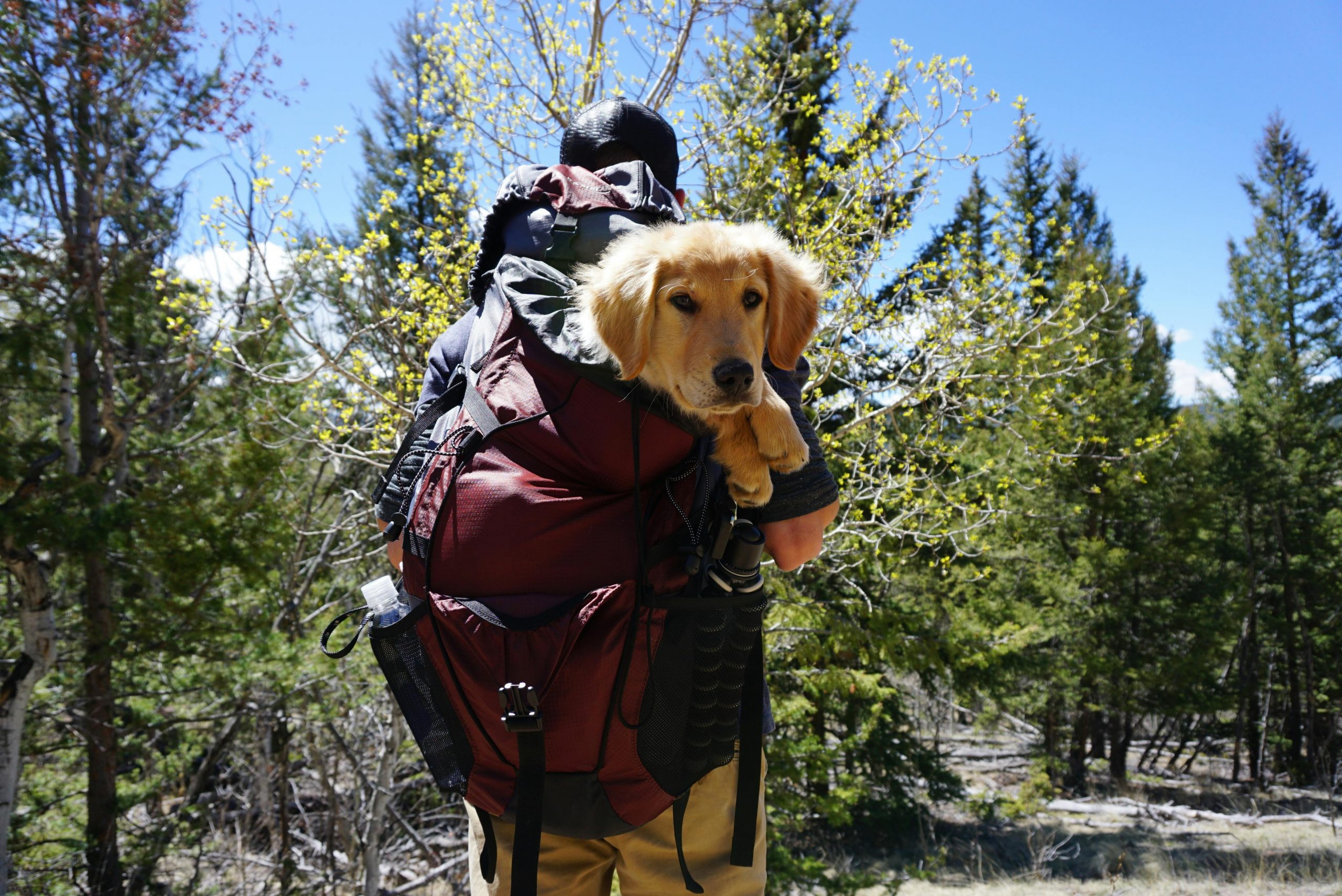 main image for the best dog backpack carriers