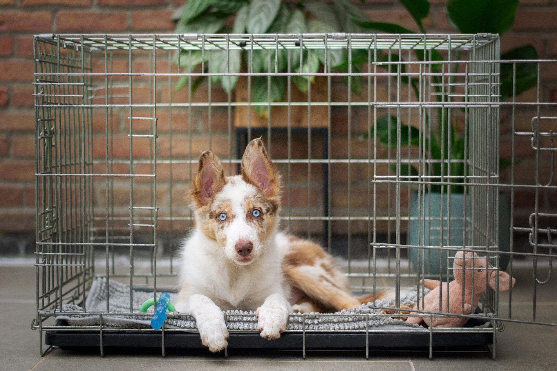 Best Crates To Train And Restrain Your Pupperino