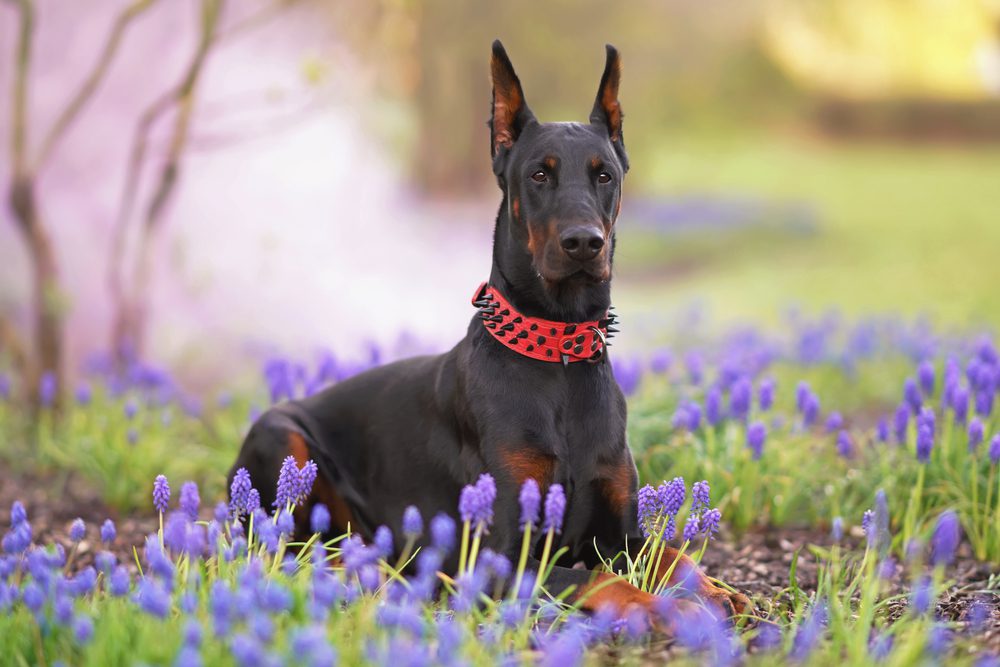 main image for the best dog spike collars for tough, stylish pets