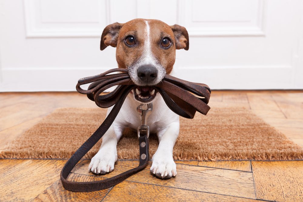 Best Leather Leashes