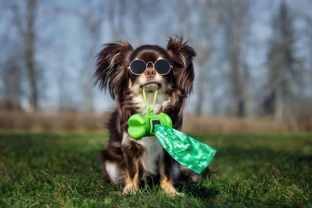 main image for 6 of the best dog waste bags for quick, hassle-free clean up