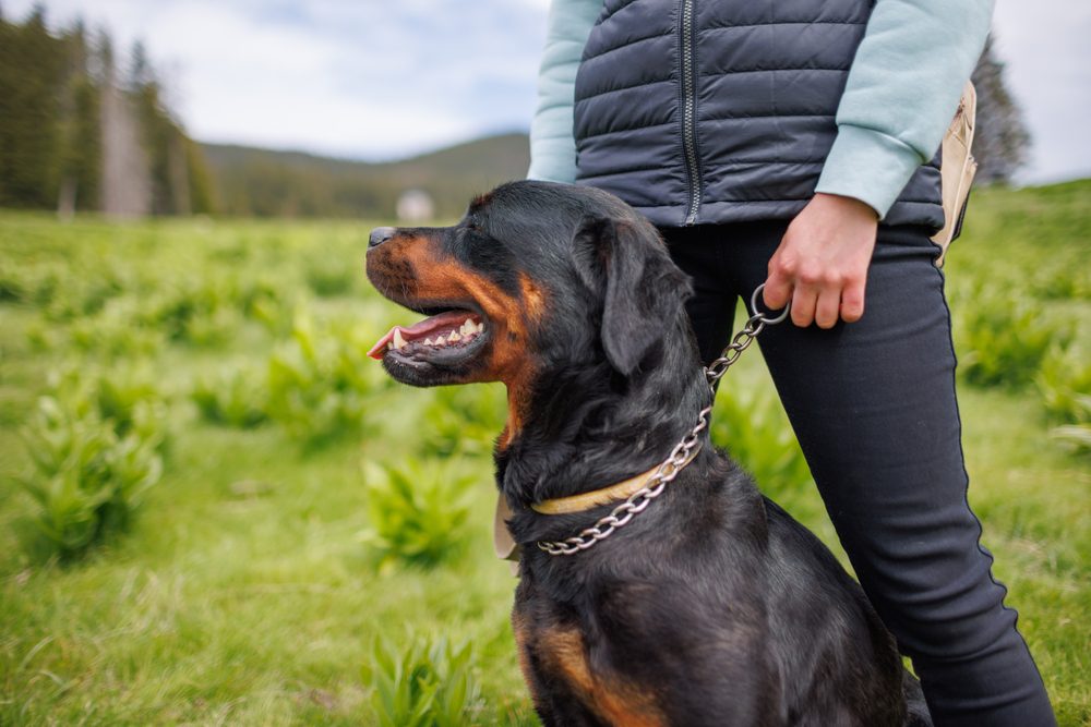 best metal dog leashes