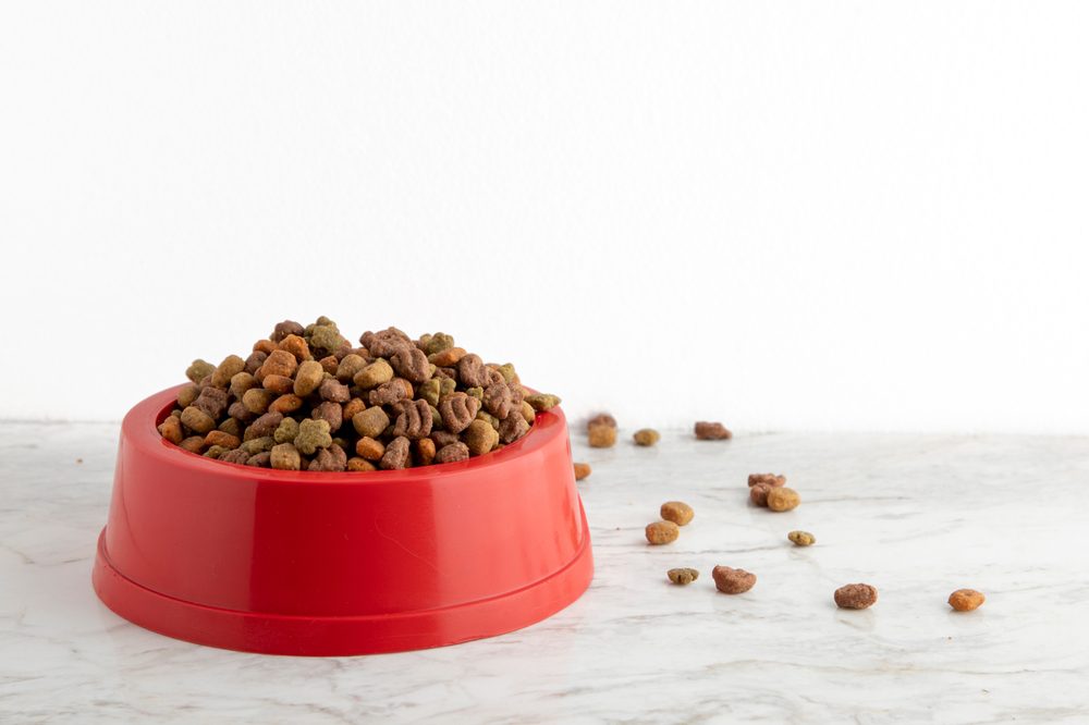 main image for the 5 best plastic dog bowls for a pup-tastic individualized dining experience your dog will appreciate