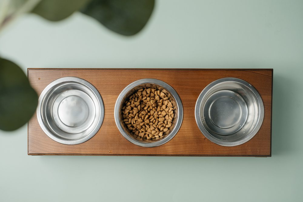 main image for the 5 best three bowl dog feeders for optimal chow-time