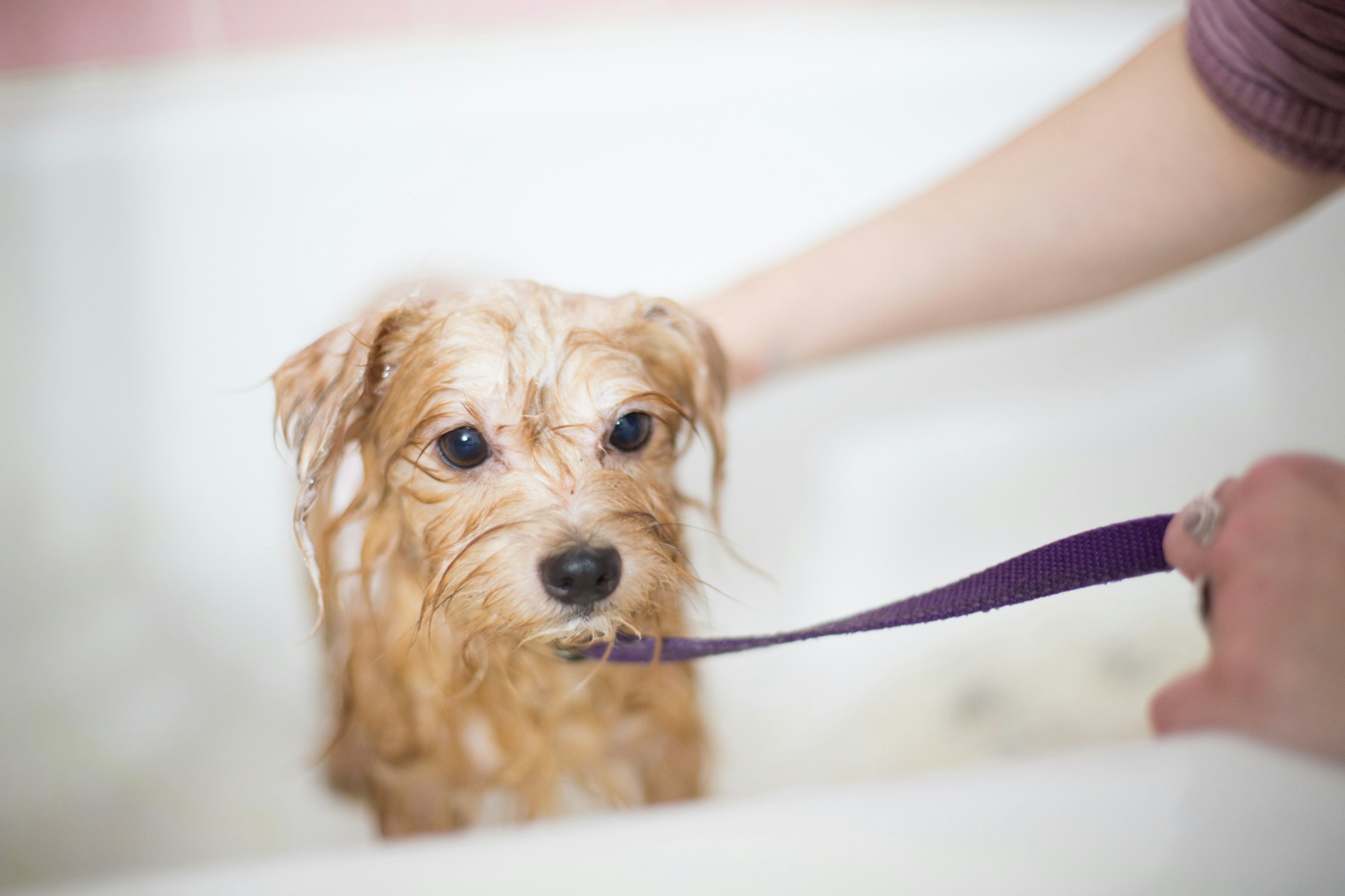 main image for the best dog blow dryers in 2024