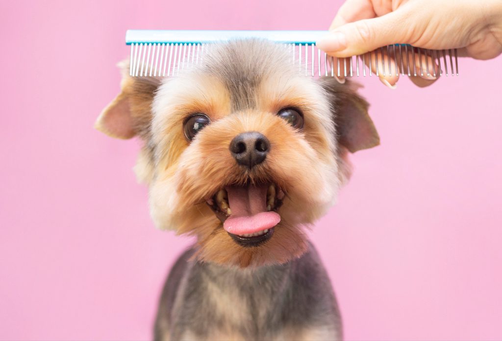 main image for the 5 best dog brushes for perfectly soft fur