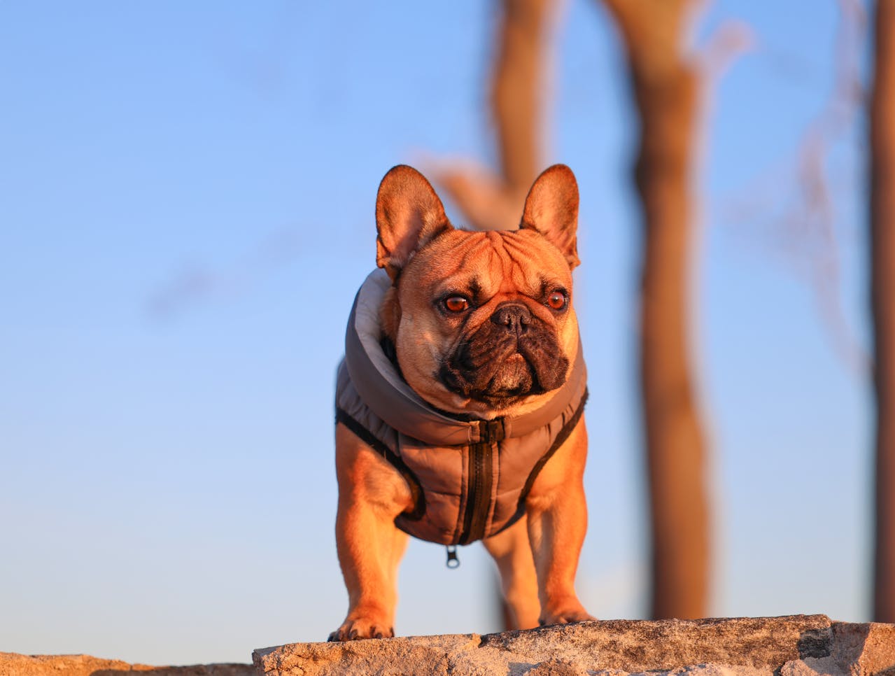 best dog hunting vests