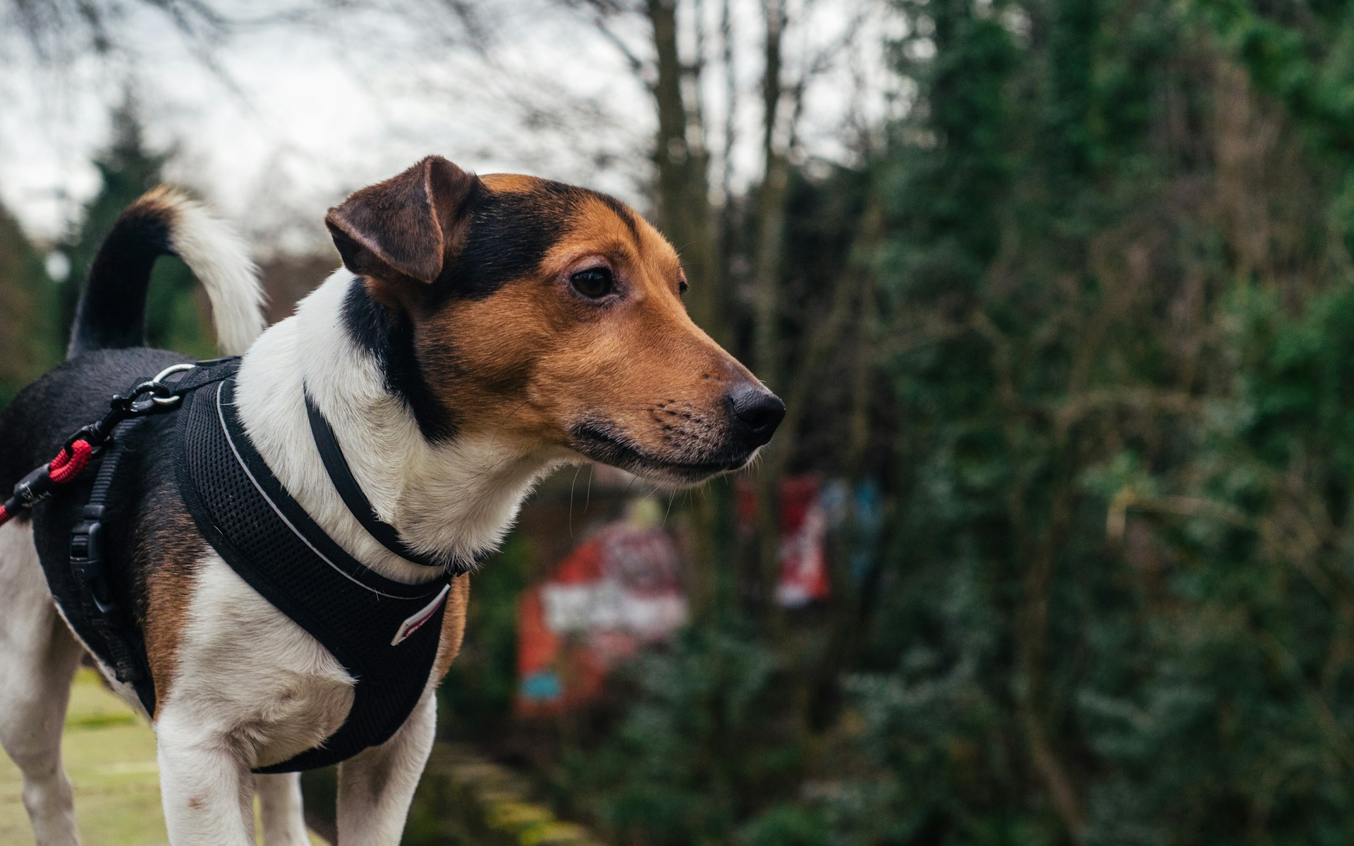 main image for the best large dog harnesses in 2024