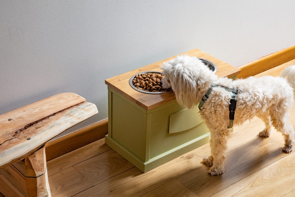 main image for the 5 best dog feeding stations for clean kitchens and content canines