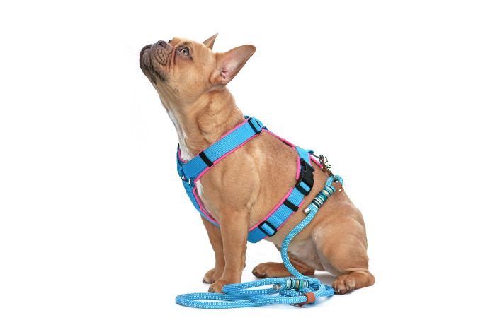 best dog harness with leash