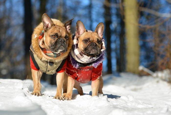 main image for keep your favorite buddy warm and dry with the best dog jackets