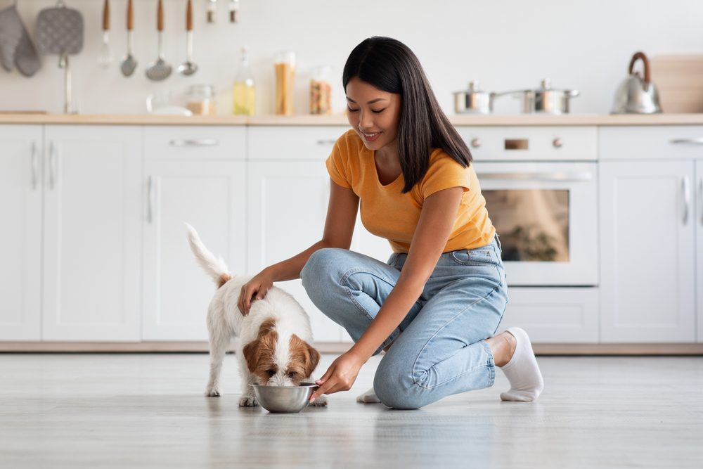 main image for 5 of the best dry dog foods to keep your pet healthy