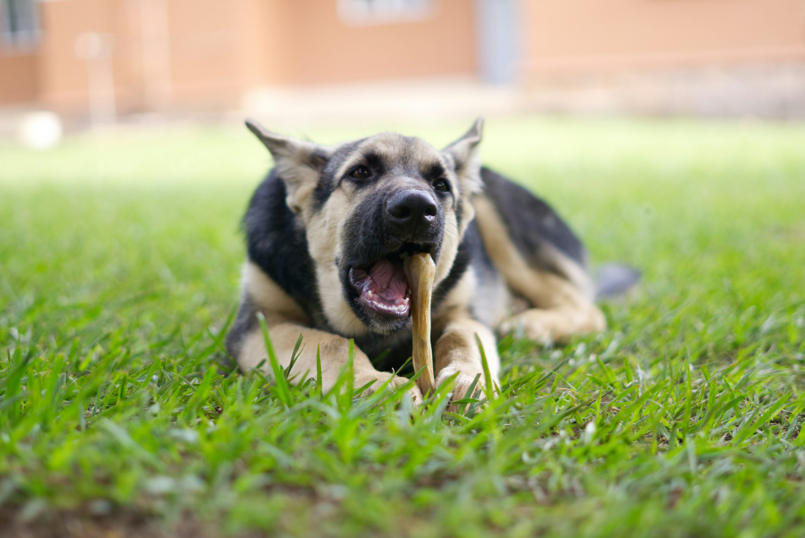 best long-lasting dog treats