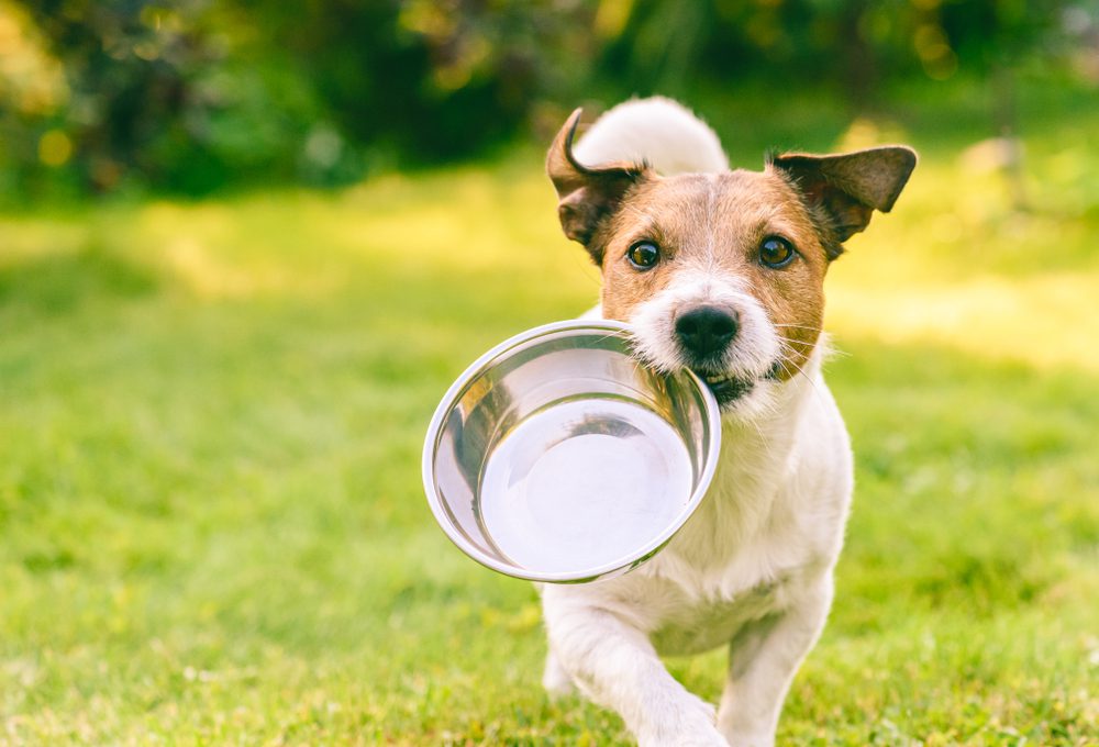 metal food bowls