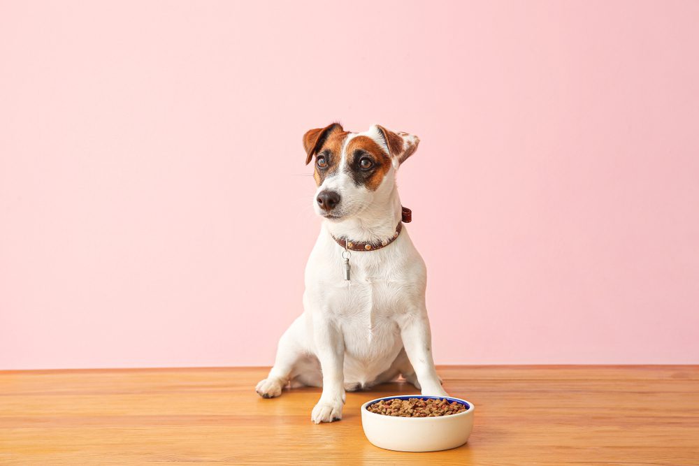 main image for 5 modern dog bowls served with a side of style