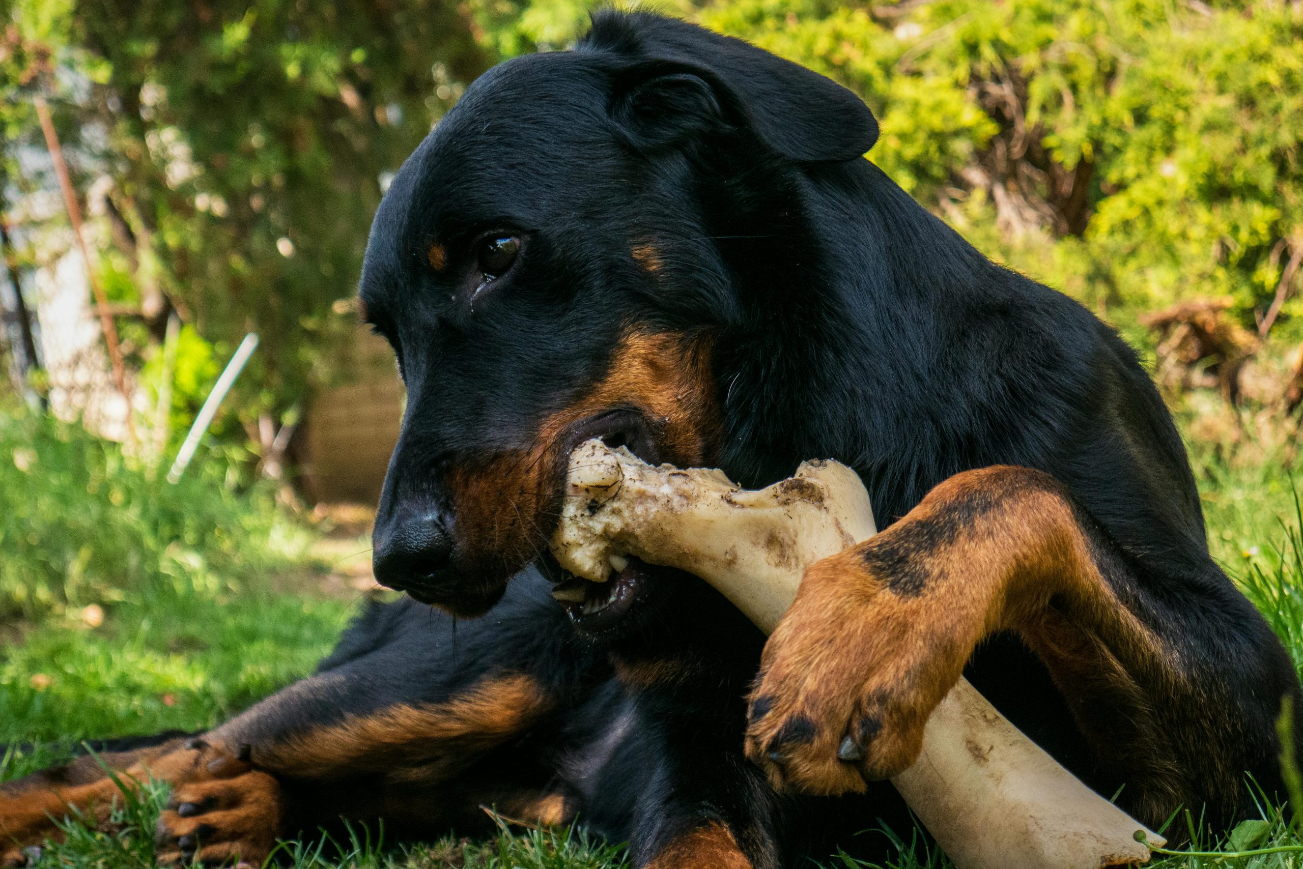 best smoked dog bones