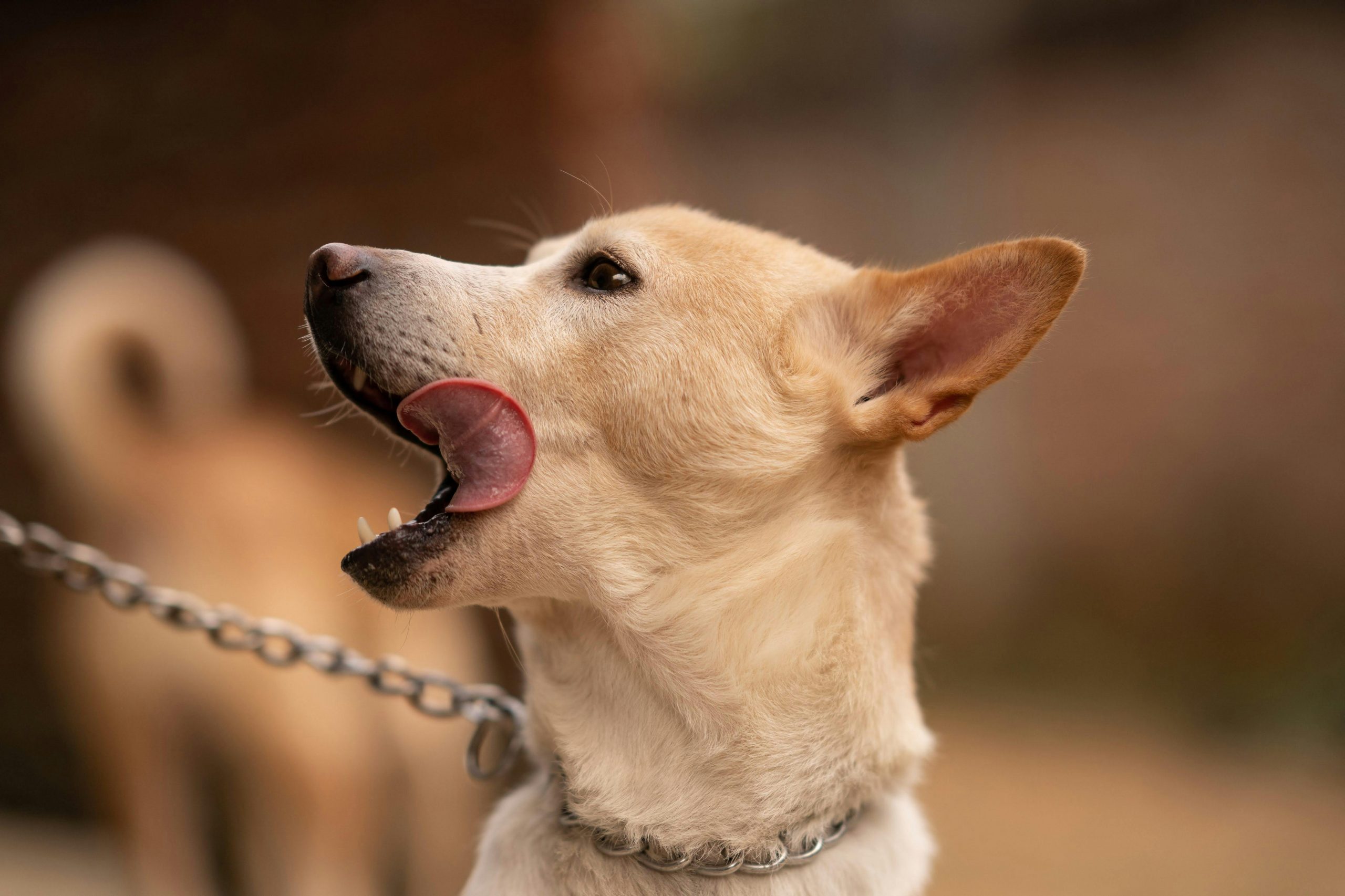 main image for the best chain dog collars in 2024