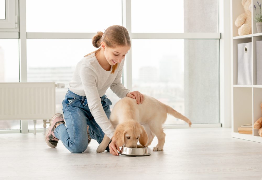 main image for the 5 best puppy foods on amazon