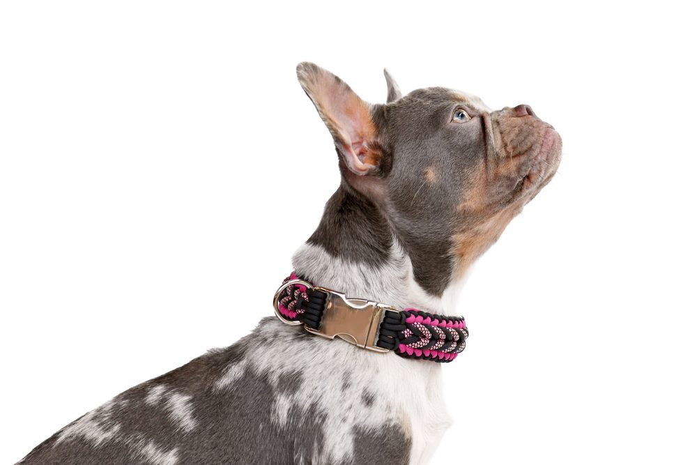 main image for 5 best quick-release dog collars for maximum convenience