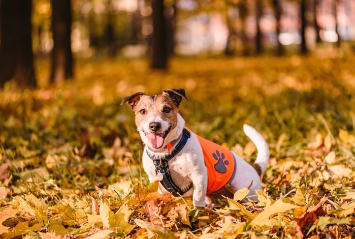 main image for the best reflective dog harness for low visibility situations