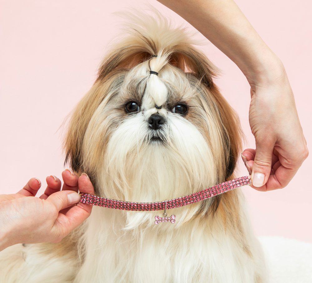 main image for the 5 best rhinestone dog collars for your fabulous fur baby