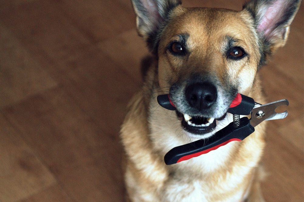 Best Dog Nail Trimmers