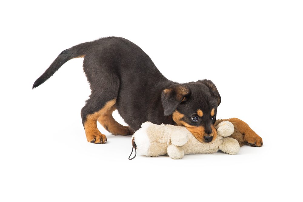 Best Stuffed Dog Toys