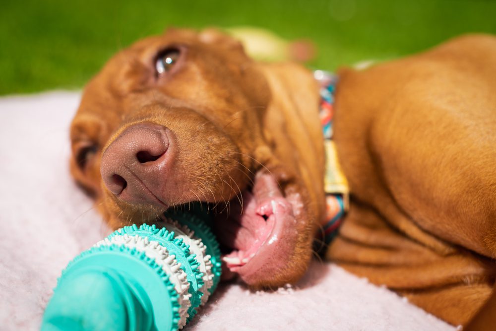 main image for the 5 best dental toys for your dog’s oral health