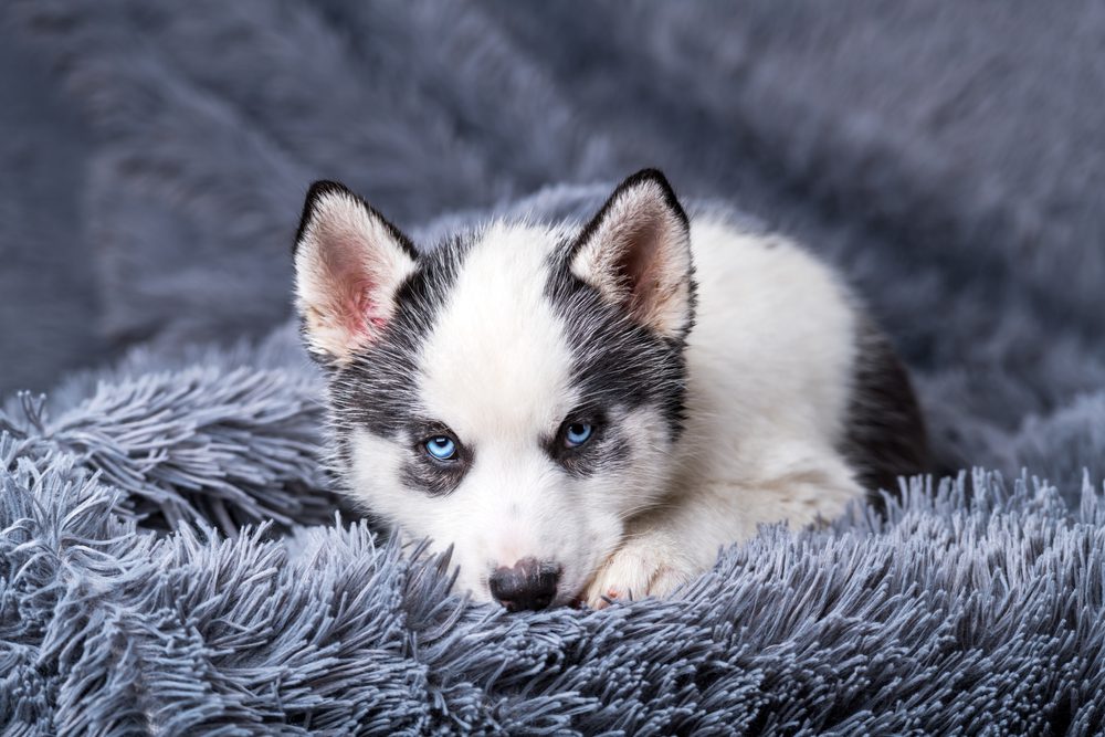 main image for the 5 best husky beds to keep them comfortable all year round