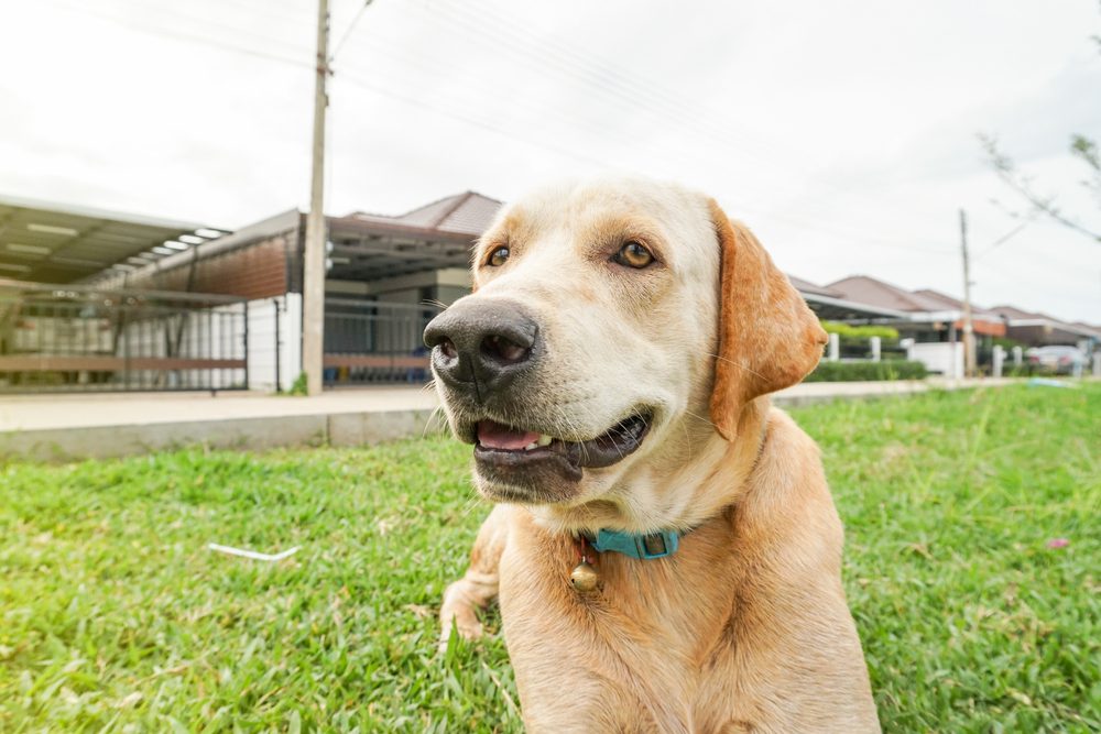 main image for the 6 best teal dog collars for a look that stays bright