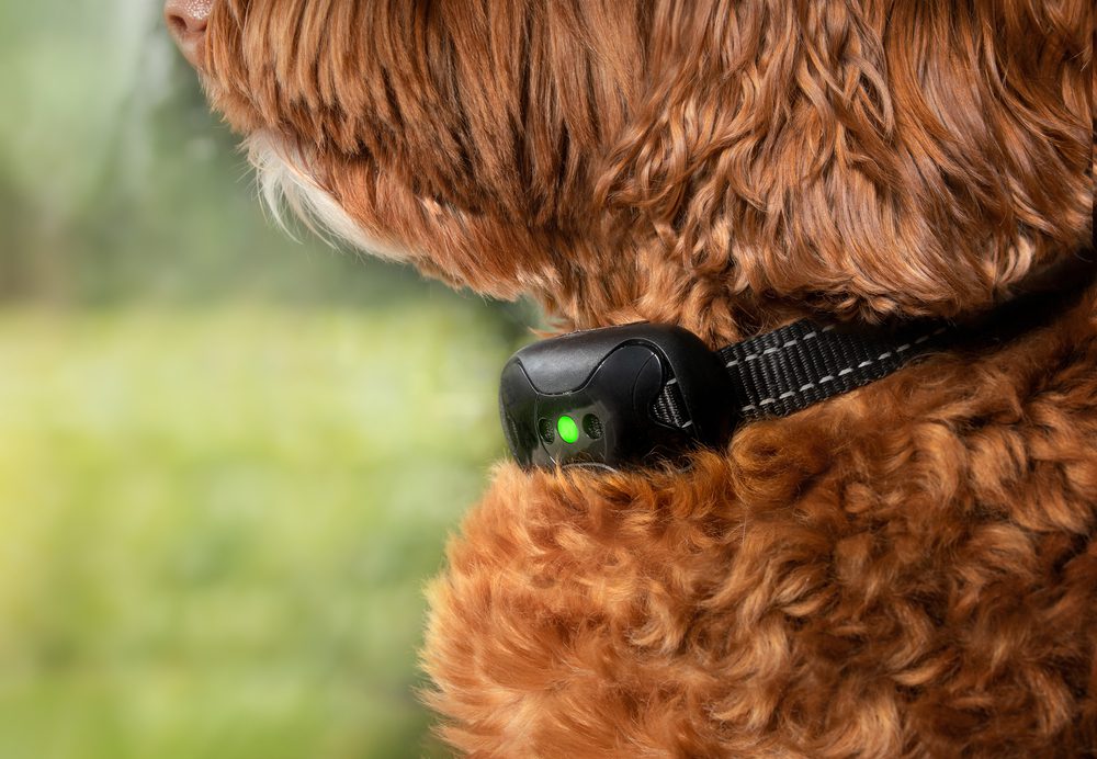 main image for the best dog collars for barking