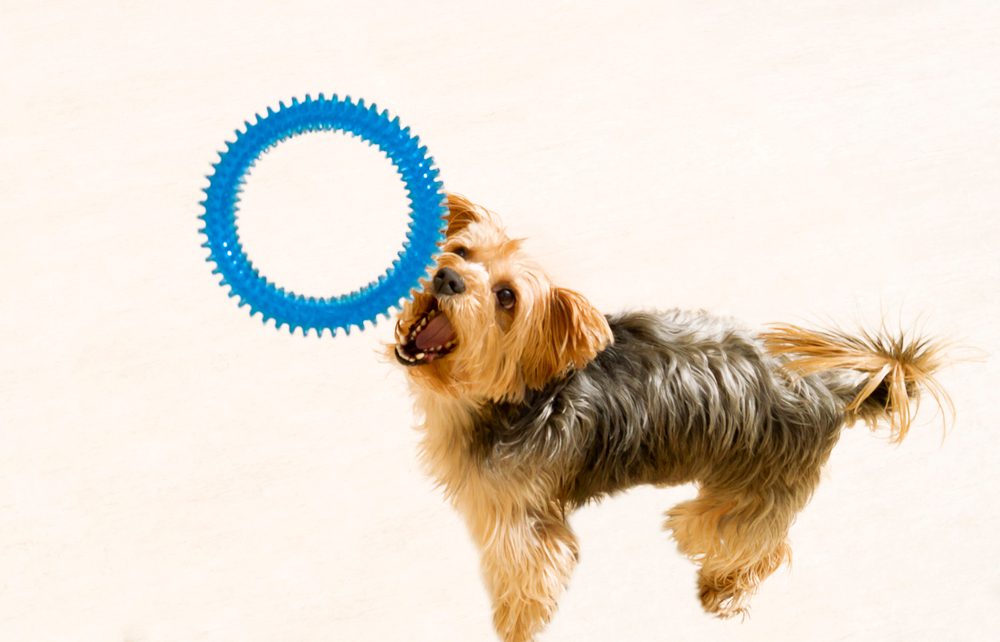 5 Best Teething Rings For Growing Puppies