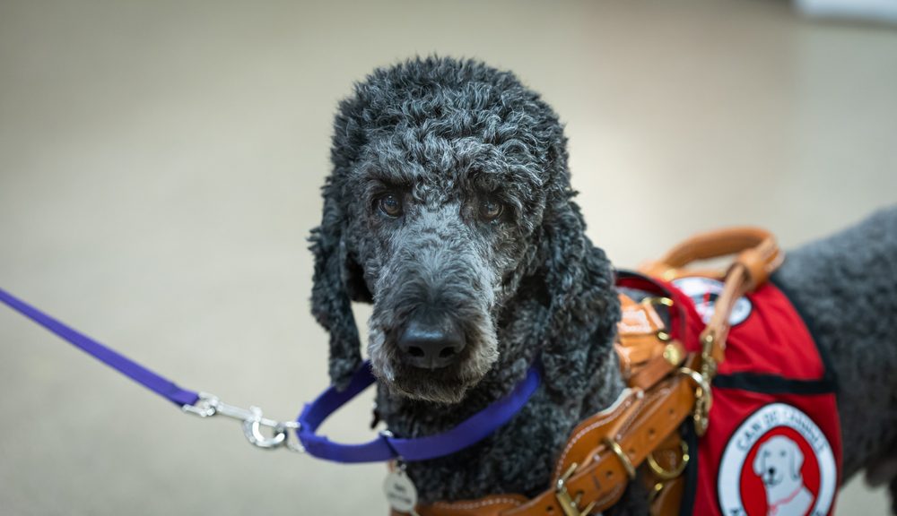 main image for the 5 best emotional support dog harnesses for canine heroes