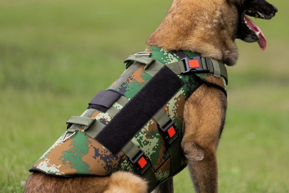 main image for the 5 best dog vests to keep your pup safe and comfortable