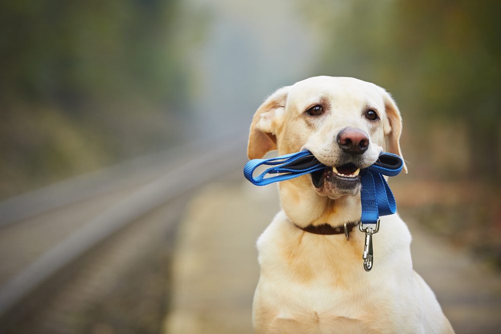 main image for the 5 best dog leashes for long and enjoyable walks with your pooch